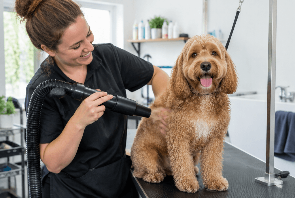 Dog groomer drying a happy cockapoo on the grooming table